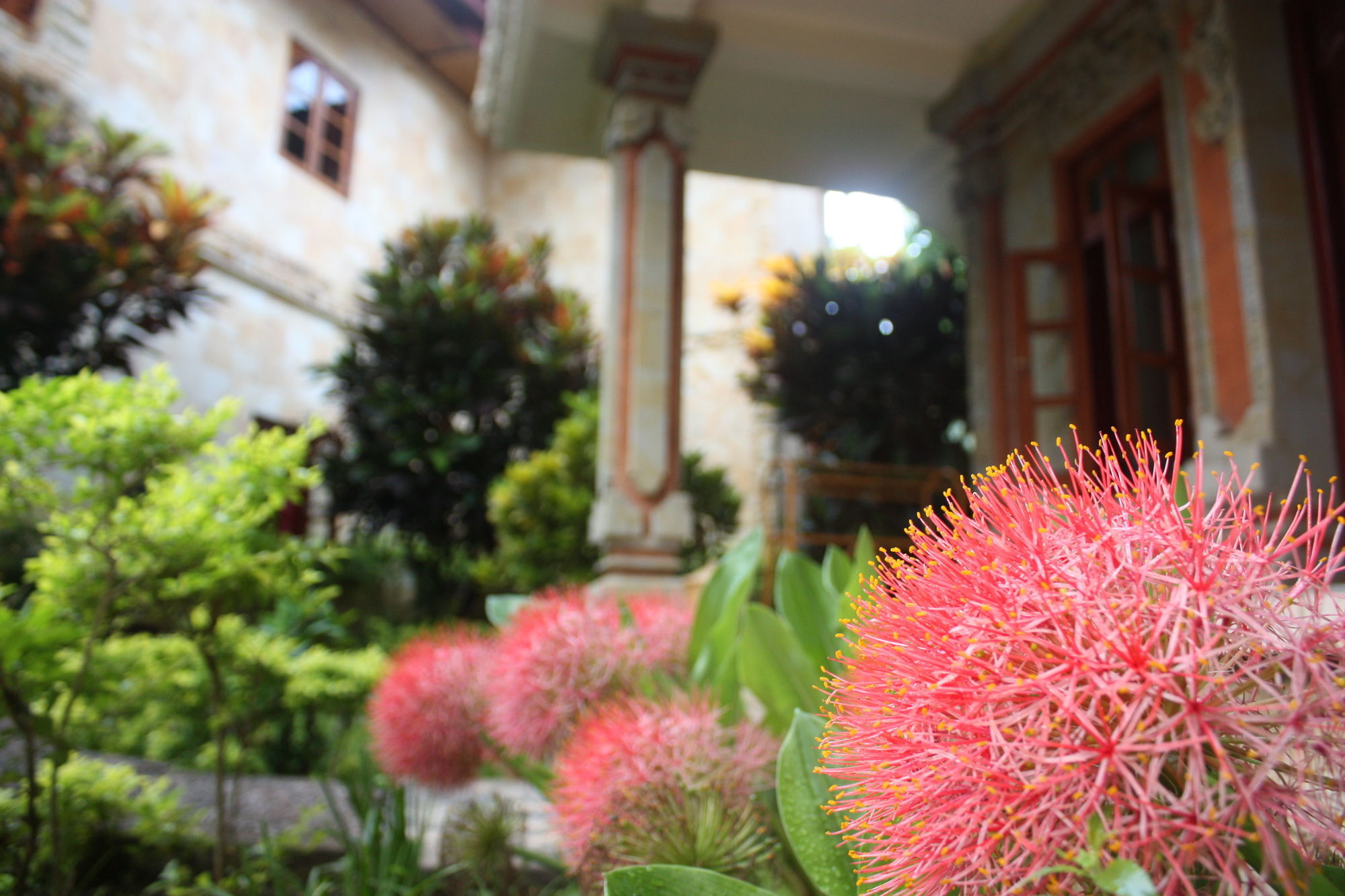 Rambutan Hotel Lovina Exteriér fotografie